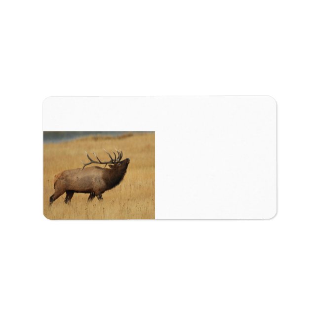 Bull Elk med huvudet bakåt Adressetikett (Framsidan)