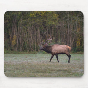 Bull Elk MorgWalk Musmatta