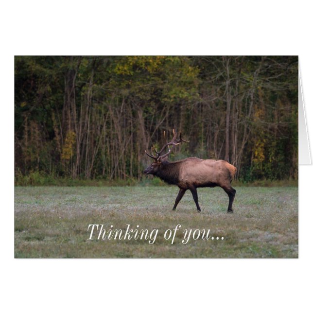 Bull Elk MorgWalk tänker på ditt kort (Framsidan Horizontal)