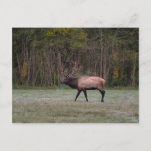 Bull Elk morse Walk Blank Postcard Vykort