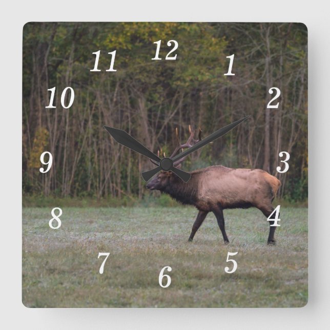 Bull Elk morse Walk Wall Clock Fyrkantig Klocka (Framsida)