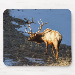 Bull Elk Musmatta