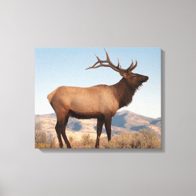 Bull Elk Near Mammoth | Wyoming Canvastryck (Framsida)