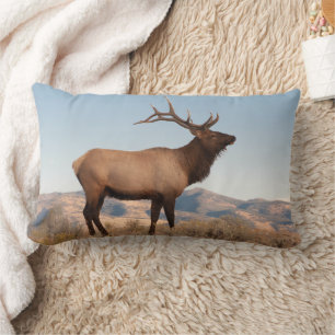 Bull Elk Near Mammoth Wyoming Lumbarkudde