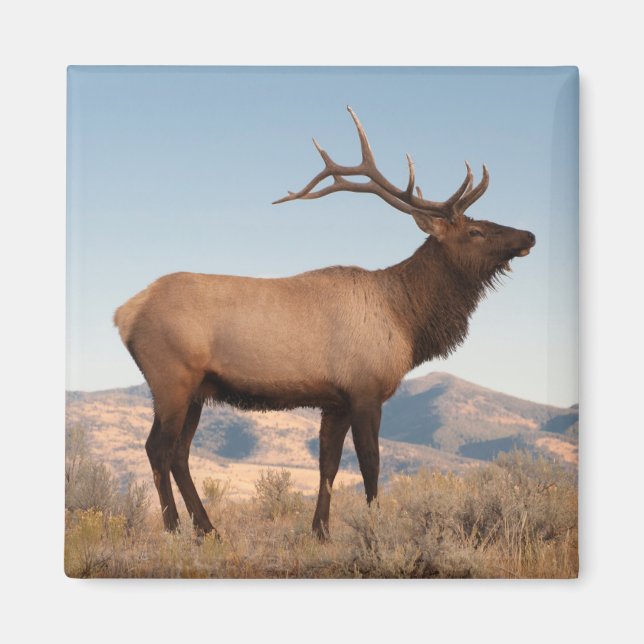 Bull Elk Near Mammoth | Wyoming Magnet (Framsidan)