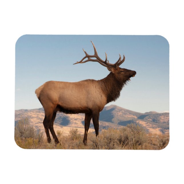 Bull Elk Near Mammoth | Wyoming Magnet (Horisontell)