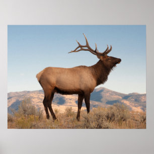 Bull Elk Near Mammoth Wyoming Poster