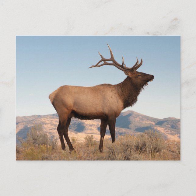 Bull Elk Near Mammoth | Wyoming Vykort (Framsida)