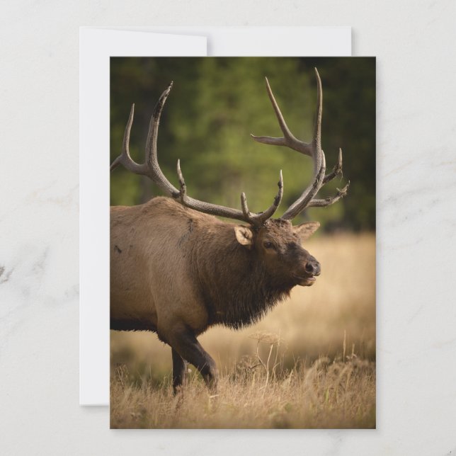 Bull Elk Note Card Tack Kort (Framsida)
