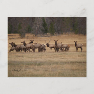 Bull Elk och hans Harem i Vilden Vykort