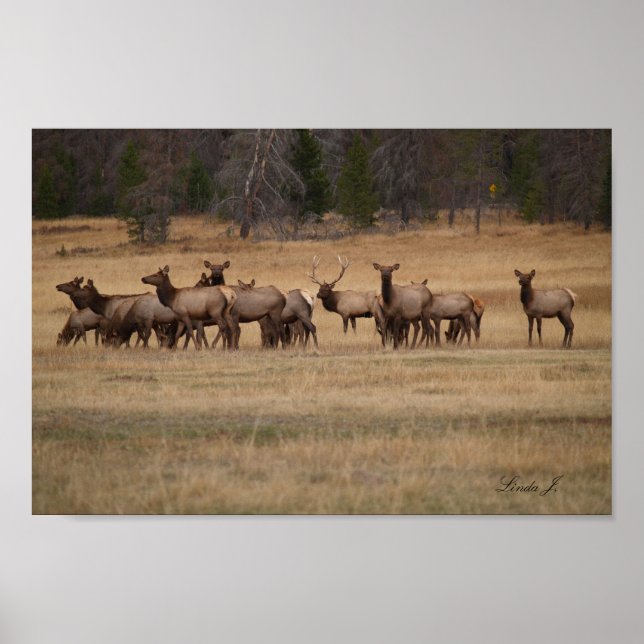 Bull Elk och Kanvastrycket Harem Colorado USA Poster (Framsidan)