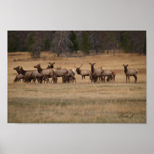 Bull Elk och Kanvastrycket Harem Colorado USA Poster