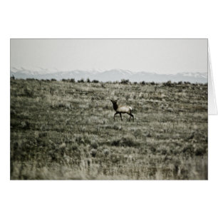 Bull Elk P2800-kort OBS Kort
