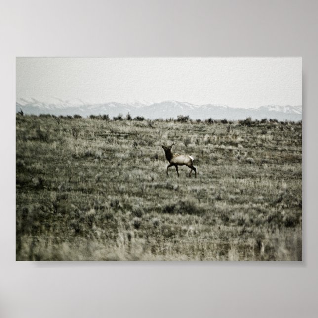 Bull Elk P2800 Skriv ut Poster (Framsidan)