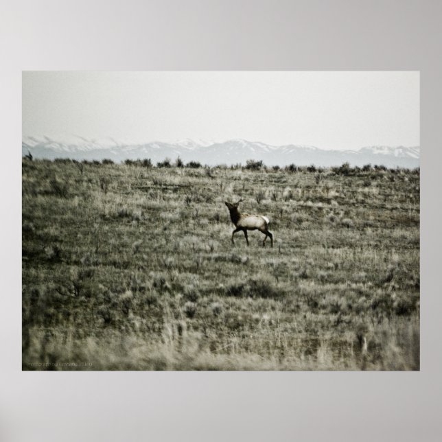 Bull Elk P2800 Skriv ut Poster (Framsidan)