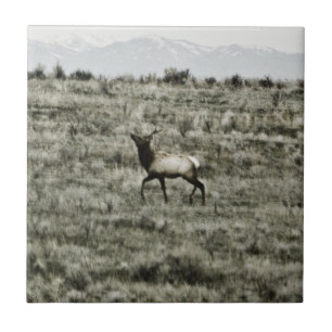 Bull Elk P2800 Tile Kakelplatta