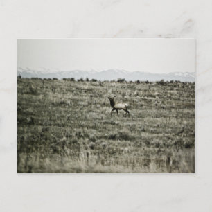 Bull Elk P2800-vykort Vykort