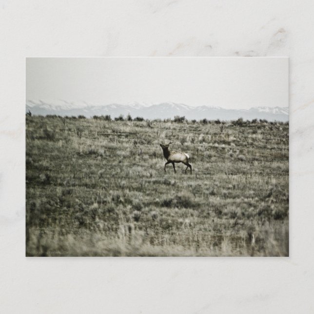Bull Elk P2800-vykort Vykort (Framsida)