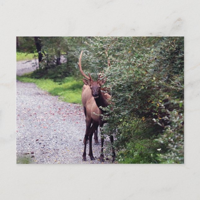 Bull Elk Postcard Vykort (Framsida)