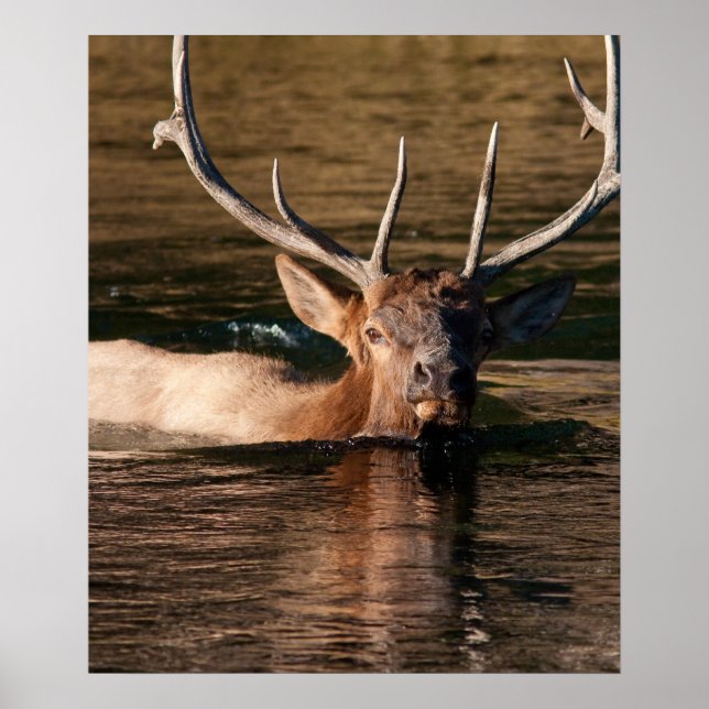 Bull Elk Poster (Framsidan)
