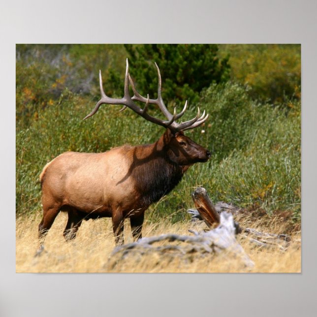 Bull Elk Poster (Framsidan)