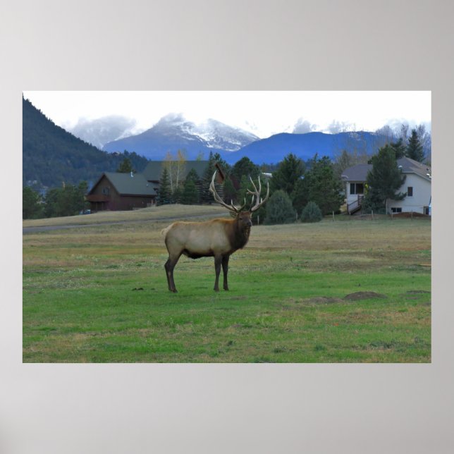 Bull Elk Poster (Framsidan)