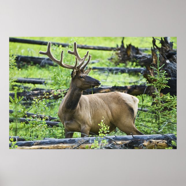 Bull Elk Poster (Framsidan)