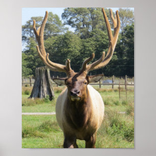 Bull Elk poster 8 x 10 tum med stora kantler