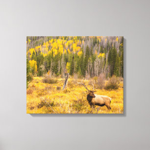 Bull Elk   Rocky Mountain National Park Colorado Canvastryck