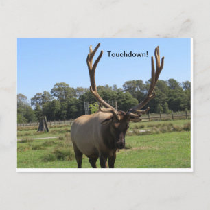 Bull Elk Signals "Touchdown"-vykort Vykort
