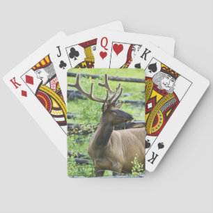 Bull Elk Spelkort