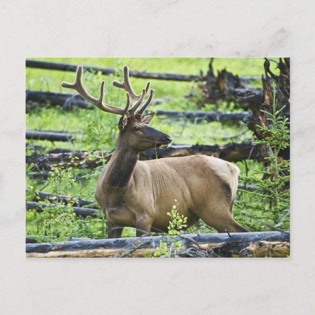 Bull Elk Vykort (Framsida)