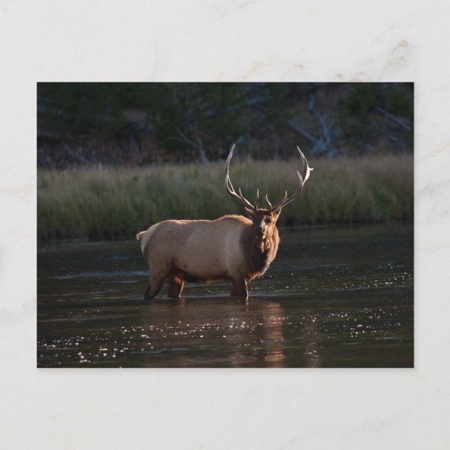 Bull Elk Vykort (Framsida)