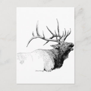 Bull Elk Vykort