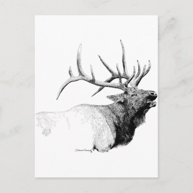 Bull Elk Vykort (Framsida)