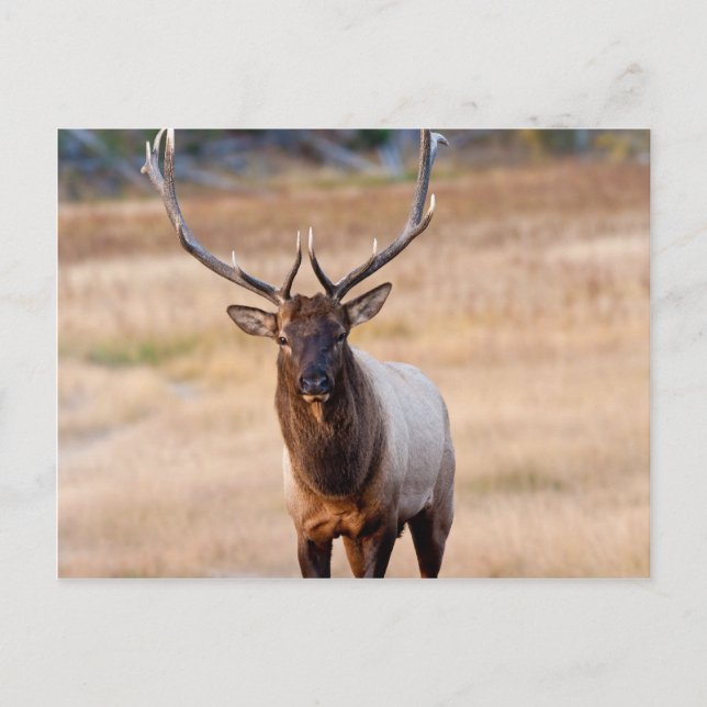 Bull Elk Vykort (Framsida)