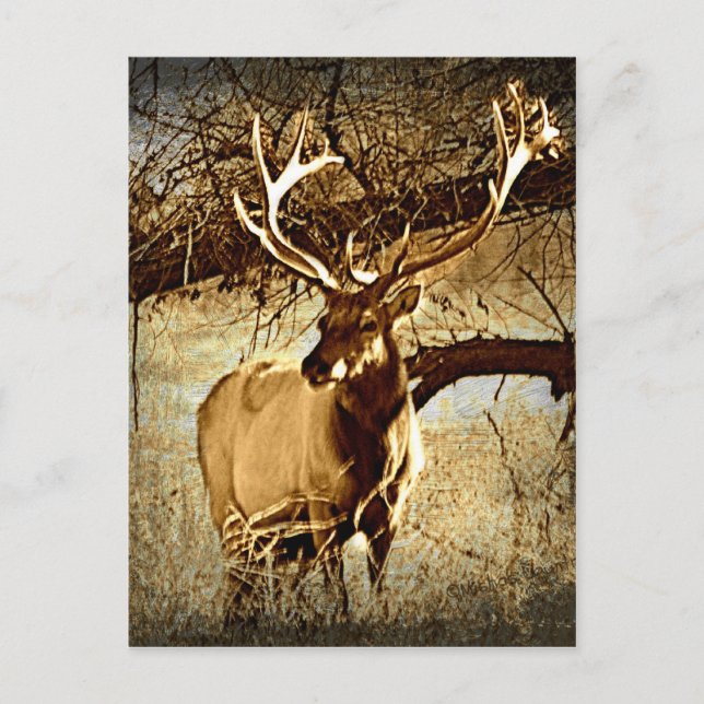 Bull Elk Vykort (Framsida)