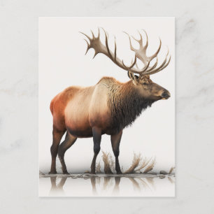 Bull Elk Vykort