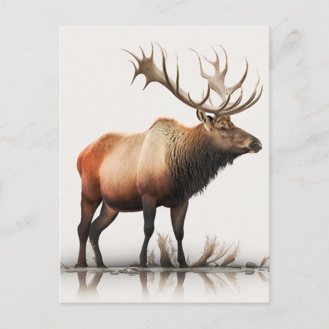 Bull Elk Vykort (Framsida)