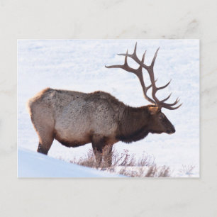 Bull Elk Vykort