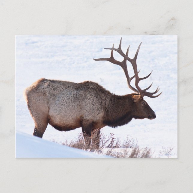 Bull Elk Vykort (Framsida)