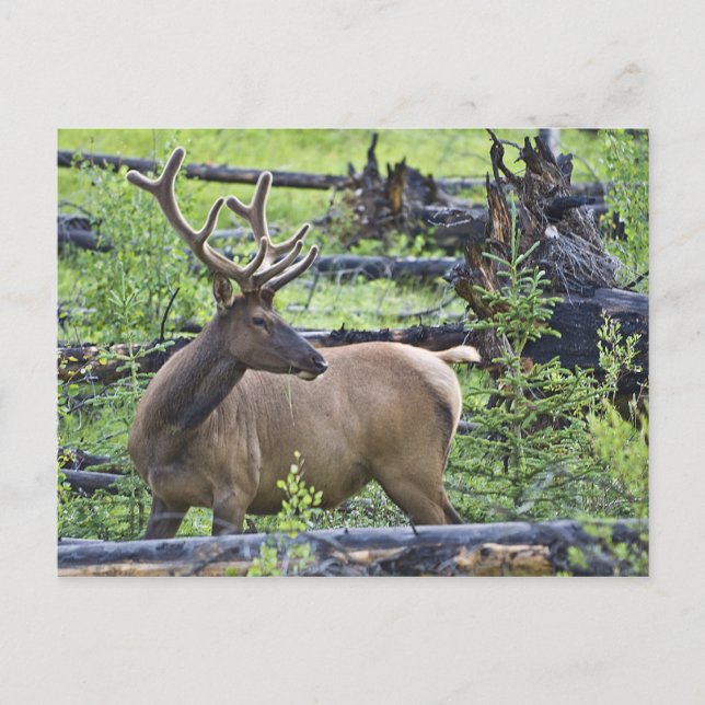 Bull Elk Vykort (Framsida)