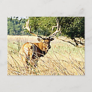 Bull Elk Vykort