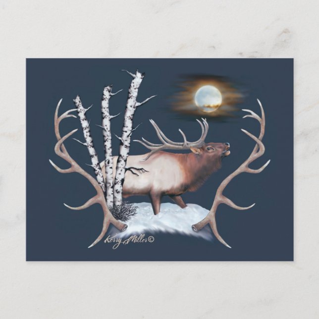 Bull Elk Vykort (Framsida)