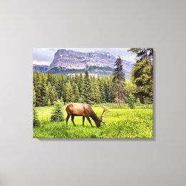 Bull Elk Wrapped Canvas