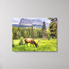 Bull Elk Wrapped Canvas