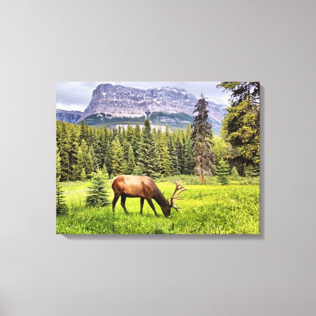 Bull Elk Wrapped Canvas (Framsida)