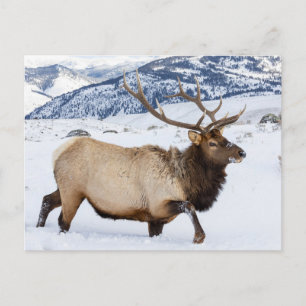 Bull Elk Wyoming Vykort
