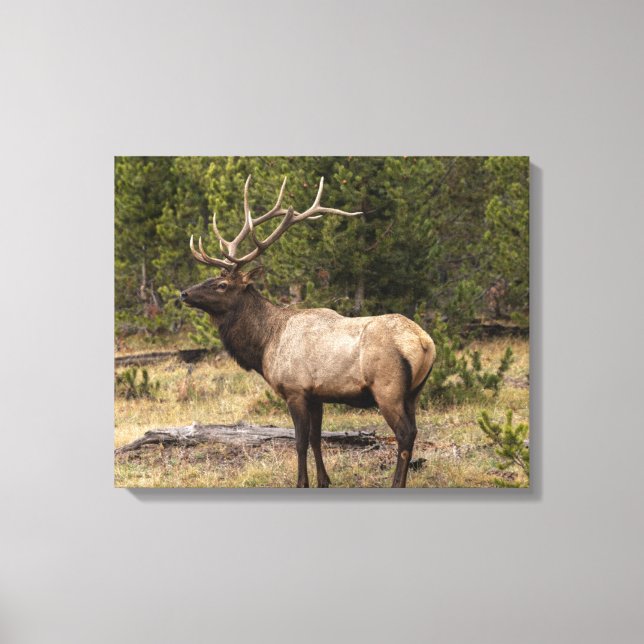 Bull Elk Yellowstone National Park, Wyoming Canvastryck (Framsida)