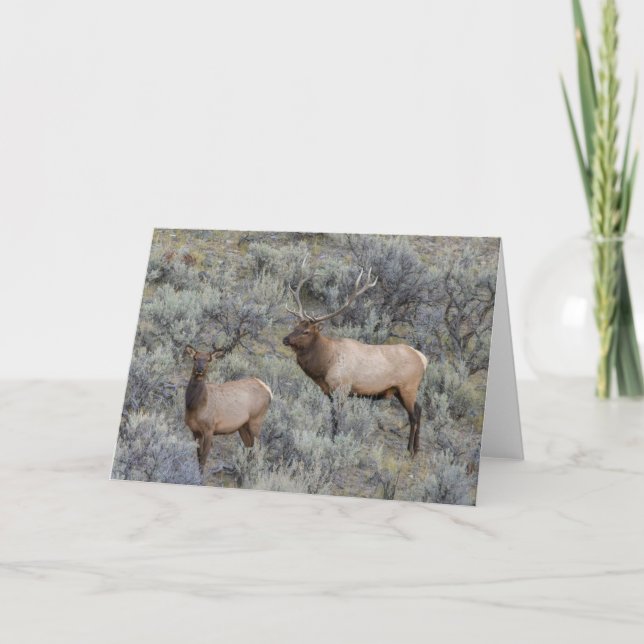 Bull Elk | Yellowstone National Park, Wyoming Kort (Framsida)